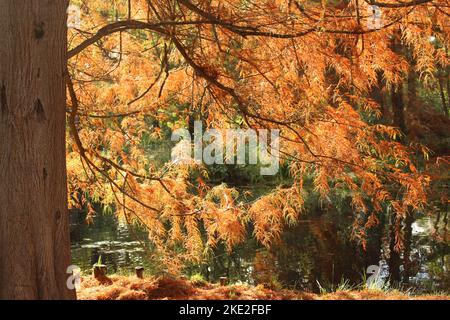 Wunderschöne braune und rote Metasequoia, die im nachmittäglichen Herbstlicht glüht. Seltene Laubkonifere, die ihre Blätter für den Herbst wechselt Stockfoto