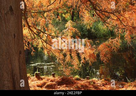 Wunderschöne leuchtend braune und rote Metasequoia im Herbst Teichszene. Seltene Laubkonifere, die ihre Blätter für den Herbsthintergrund wechselt Stockfoto