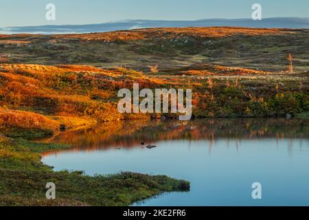 Teiche und baumloses Gelände bei Sonnenaufgang, Hwy 470 in der Nähe von Margaree, Neufundland und Labrador NL, Kanada Stockfoto