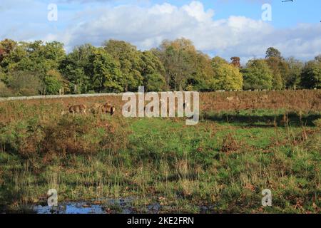 Hirschfaulenzen im Bushy Park an einem Herbstnachmittag (Hampton, England) Stockfoto