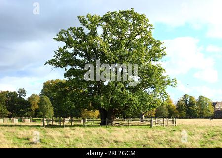 Großer üppiger, eingezäunter Eichenbaum mit grünen Blättern. Isolierte Eiche. Konzept für starke und hohe, mächtige Eiche Stockfoto