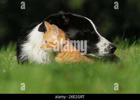 Border Collie und Katze Stockfoto