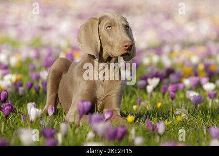 liegenden Weimaraner Stockfoto