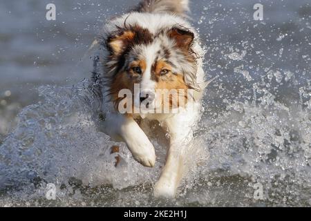 Australian Shepherd ausgeführt Stockfoto