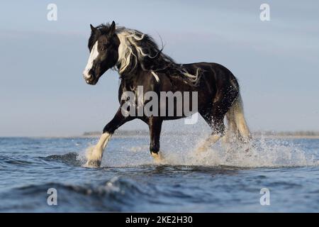 Irish Tinker Trab Stockfoto