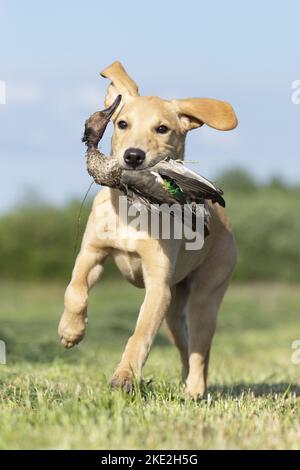 junger Labrador Retriever Stockfoto