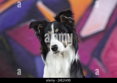 Border-Collie-Portrait Stockfoto