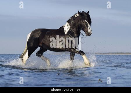 Irish Tinker Trab Stockfoto