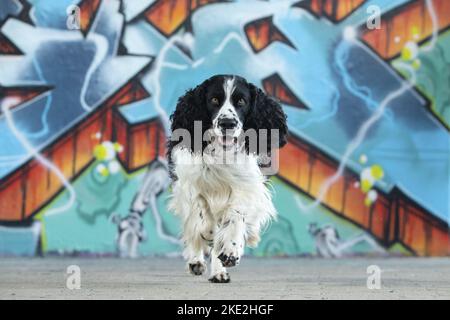 Englisch Springer Spaniel ausgeführt Stockfoto