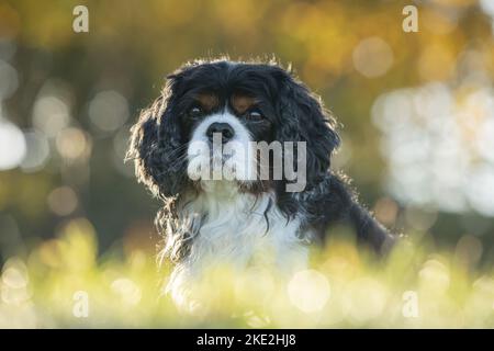 Cavalier King Charles Spaniel Portrait Stockfoto