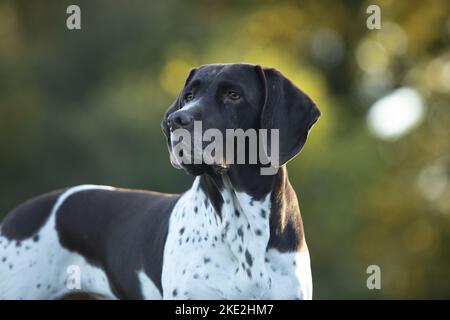 Altes Dänisches Zeigerporträt Stockfoto