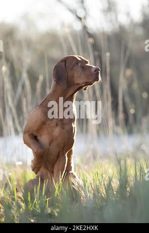 Magyar Vizsla im Sommer Stockfoto