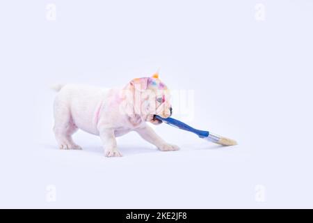 Französische Bulldogge Welpen Stockfoto