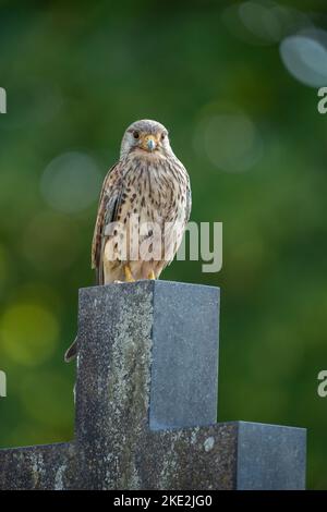 Turmfalke Stockfoto