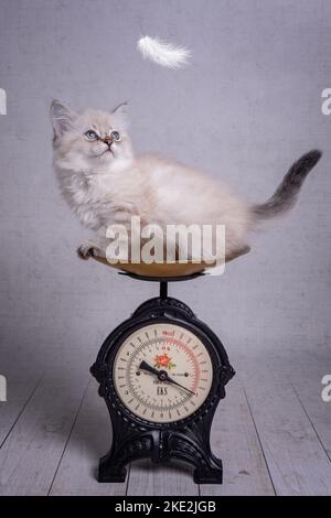 Junges Heilig-Birman-Kreuz Stockfoto