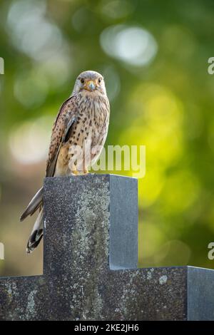 Turmfalke Stockfoto