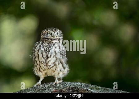 Kleine Eule Stockfoto