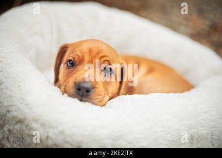 Rhodesian Ridgeback Welpen Stockfoto