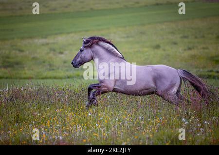 Fjord Horse Hengst Stockfoto