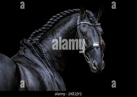 Friesen Hengst Stockfoto