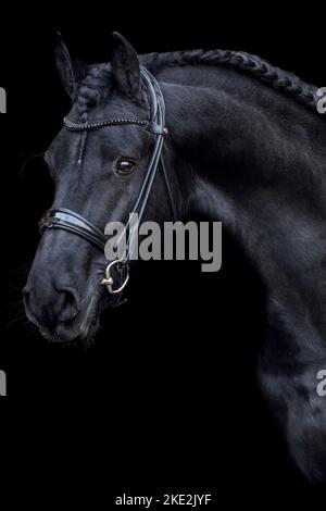 Friesen Hengst Stockfoto