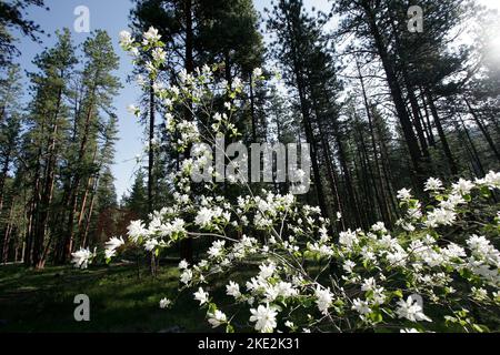 Service Berry Tree, Amelanchier arborea, Missoula, Montana Stockfoto