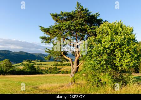 Ein Bunker, der sich auf einem Baum versteckt. Natürliche Tarnung ist die gemütlichste Art, die Natur zu genießen. Stockfoto