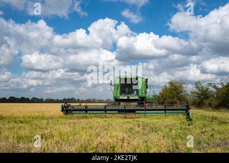 Ein Landwirt, der einen John Deere Mähdrescher betreibt, erntet Reis auf einem Reisfeld. Katy, Texas, USA. Stockfoto