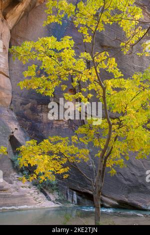 Bigtooth Maple Tree (Acer grandidentatum) Canyon in Narrows of the Virgin River, Zion National Park, Utah Stockfoto