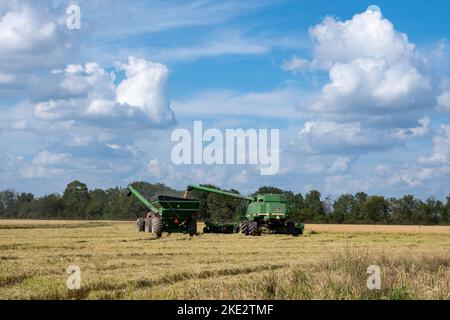 Ein Landwirt, der einen John Deere Mähdrescher betreibt, erntet Reis auf einem Reisfeld. Katy, Texas, USA. Stockfoto