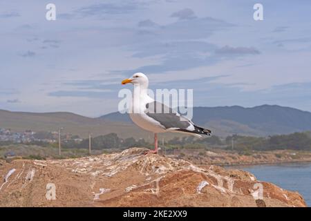 Eine Westmöwe, die stolz auf einem Küstenfelsen in Morro Bay, Kalifornien, thront Stockfoto