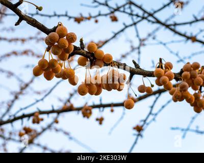 Die Früchte eines Ginkgo-Baumes sind reif und hängen an einem dünnen Zweig. Nahaufnahme der Orangennüsse aus einem Werk in Deutschland. Blick auf den Zweig. Stockfoto