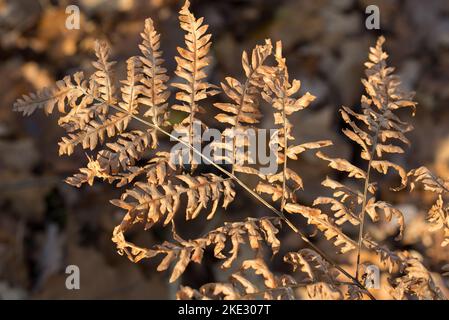 Pteridium aquilinum, gemeine brackige, braun getrocknete Blätter, die selektiven Fokus abschonen Stockfoto