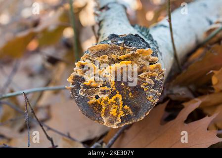 Stereum hirsutum, falscher türkisschwanzgelber Pilz auf Baum Nahaufnahme selektiver Fokus Stockfoto