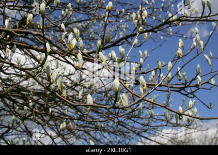 Mehlbeere, Sorbus Aria Var Typica, Rosengewächse, Chilterns im Frühjahr (April), Hertfordshire, UK Stockfoto