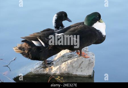 Ladue, Usa. 09.. November 2022. Enten bleiben auf einem Felsen trocken und nutzen das 82-Grad-Wetter am Tillis Park Lake in Ladue, Missouri, am Mittwoch, den 9. November 2022. Die 82 Grad am Tag legen einen Rekord für hohe Temperaturen für dieses Datum fest. Foto von Bill Greenblatt/UPI Credit: UPI/Alamy Live News Stockfoto