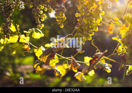 Defokussieren Sie reife grüne Trauben im Weinberg. Trauben grün schmecken süß wächst natürlich. Grüne Traube auf der Rebe im Garten. Trauben von reifen Trauben vor Harve Stockfoto