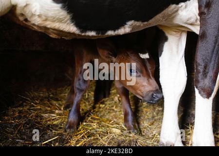 Unschärfe-Porträt einer Kuh mit Kalb, das in der Scheune mit Heu steht. Braunes Kuhkalb aus Schokolade, das auf dem Land auf dem Bauernhof steht und die Kamera anschaut. So Stockfoto