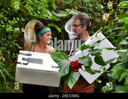 07. November 2022, Sachsen-Anhalt, Wittenberg Lutherstadt: Im Alaris Butterfly Park in der Lutherstadt Wittenberg tragen Manager Kersten Liebold und Mitarbeiterin Carola Heuer gefangene Schmetterlinge in vorgekühlten Styroporboxen zum Auto. Rund 400 Schmetterlingsalkoholiker, die sich vor der Winterpause im Park von in Honig und Alkohol getränkten Blumen ernähren, beginnen ihre Reise zum Wildlands Adventure Zoo in der niederländischen Stadt Emmen. Zusammen mit ihren Artgenossen können sie hier die Besucher begeistern. Im Schmetterlingspark Wittenbergs haben mehr als 600 exotische Schmetterlinge ihr Zuhause in South Amer Stockfoto