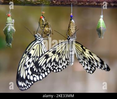 07. November 2022, Sachsen-Anhalt, Wittenberg Lutherstadt: Am letzten Tag vor der Winterpause schlüpfen weiße Baumnymphen aus ihren Puppen in der "Brüderungsstation" des Alaris Butterfly Parks in der Lutherstadt Wittenberg. Die Schmetterlinge gehören zu den etwa 400 Schmetterlingsalkoholikern, die sich von in Honig und Alkohol getränkten Blumen ernähren und nun ihre Reise in vorgekühlten Styroporschachteln zum Wildlands Adventure Zoo in der niederländischen Stadt Emmen Unternehmen. Zusammen mit ihren Artgenossen können sie hier die Besucher begeistern. Im Schmetterlingspark Wittenbergs tummeln sich während der über 600 exotische Schmetterlinge Stockfoto