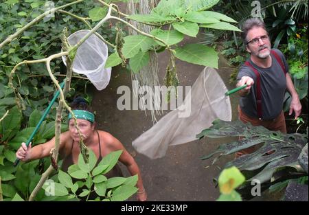 07. November 2022, Sachsen-Anhalt, Wittenberg Lutherstadt: Im Alaris Butterfly Park in der Lutherstadt Wittenberg fangen Manager Kersten Liebold und Mitarbeiterin Carola Heuer vor der Winterpause Schmetterlinge mit Netzen ein. Rund 400 Schmetterlingsalkoholiker, die auf mit Honig und Alkohol getränkten Blumen sitzen, werden ihre Reise in vorgekühlten Styroporboxen zum Wildlands Adventure Zoo in der niederländischen Stadt Emmen beginnen. Zusammen mit ihren Artgenossen können sie hier die Besucher begeistern. Im Schmetterlingspark Wittenberg tummeln sich in den Sommermonaten mehr als 600 exotische Schmetterlinge. Sie haben thei Stockfoto