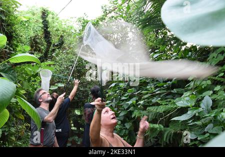 07. November 2022, Sachsen-Anhalt, Wittenberg Lutherstadt: Im Alaris Butterfly Park in der Lutherstadt Wittenberg fangen Manager Kersten Liebold und Mitarbeiterin Carola Heuer vor der Winterpause Schmetterlinge mit Netzen ein. Rund 400 Schmetterlingsalkoholiker, die auf mit Honig und Alkohol getränkten Blumen sitzen, werden ihre Reise in vorgekühlten Styroporboxen zum Wildlands Adventure Zoo in der niederländischen Stadt Emmen beginnen. Zusammen mit ihren Artgenossen können sie hier die Besucher begeistern. Im Schmetterlingspark Wittenberg tummeln sich in den Sommermonaten mehr als 600 exotische Schmetterlinge. Sie haben thei Stockfoto