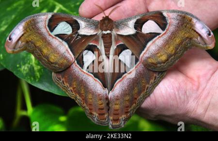 07. November 2022, Sachsen-Anhalt, Wittenberg Lutherstadt: Im Alaris Butterfly Park in der Lutherstadt Wittenberg hält Manager Kersten Liebold vor der Winterpause einen Schmetterling der Atlas-Motte an der Hand. Der Schmetterling ist einer von etwa 400 Schmetterlingsalkoholikern, die auf in Honig und Alkohol getränkten Blumen sitzen und nun in vorgekühlten Styroporboxen zum Wildlands Adventure Zoo in der niederländischen Stadt Emmen reisen. Zusammen mit ihren Artgenossen können sie hier die Besucher begeistern. Im Schmetterlingspark Wittenberg tummeln sich in den Sommermonaten mehr als 600 exotische Schmetterlinge. Sie haben es Stockfoto