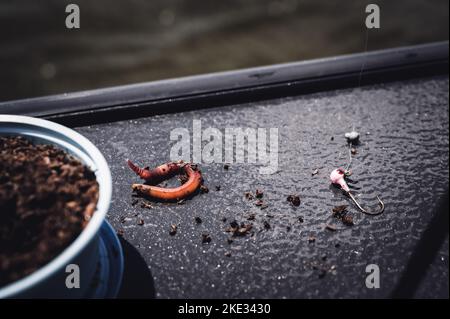 Selektiver Fokus auf einen einzelnen Erdwurm, der bereit ist, einen Haken zum Angeln zu ködern. Stockfoto