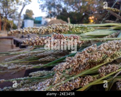 Sorghum bicolor, gemeinhin Sorghum genannt und auch bekannt als große Hirse, Durra, Jowari, Jowar oder milo. Stockfoto