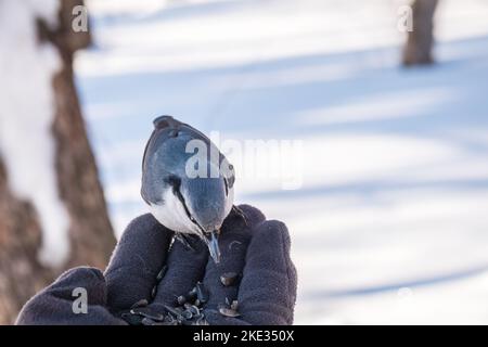 Der eurasische Kleiber frisst Samen aus der Hand eines Mannes. Hungriger Vogelholzknütchsel, der im Winter oder Herbst Samen aus der Hand frisst. Tierpflege in Stockfoto