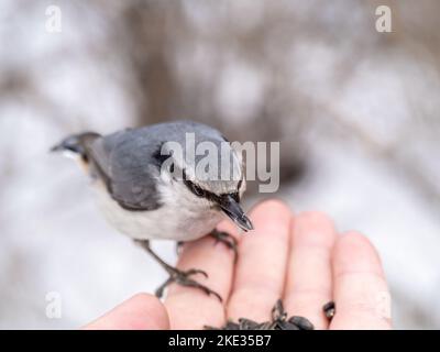 Der eurasische Kleiber frisst Samen aus der Hand eines Mannes. Hungriger Vogelholzknütchsel, der im Winter oder Herbst Samen aus der Hand frisst. Tierpflege in Stockfoto