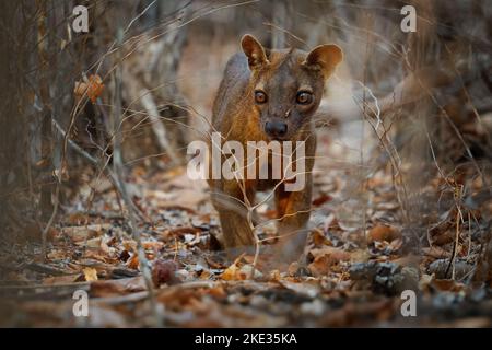 Fossa - Cryptoprocta ferox Langschwanzsäuger endemisch in Madagaskar, Familie Eupleridae, verwandt mit der Malagasy-Zibetkatze, dem größten Säugetier-Fleischfresser Stockfoto