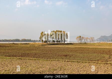 Pappelbäume in der Mitte von Feldern im Herbst Winter schöne Aussicht Stockfoto