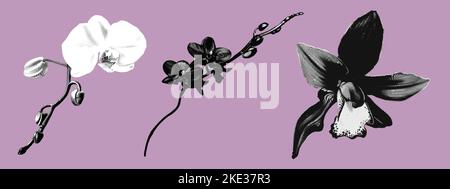 Grafische Gravur Set Orchideen. Phalaenopsis realistische Illustration grafische Gravur Stockfoto